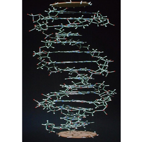 (사이언스스타) 미니 DNA 구조 모형(DR-708) 화학 실험