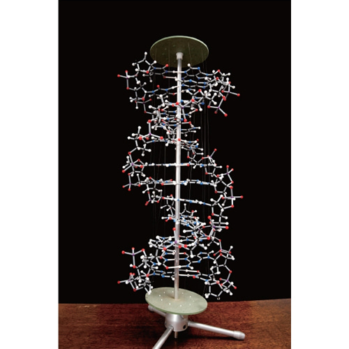 (사이언스스타) DNA 분자구조 모형(DR-709) 화학 실험