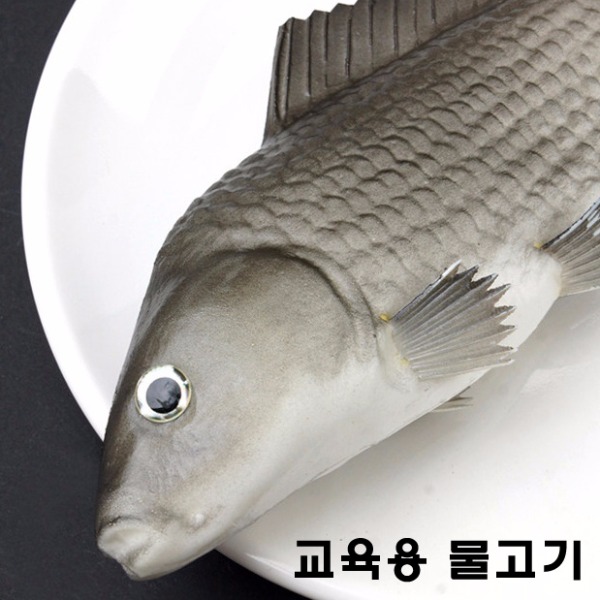 (화성과학사) 교육용 물고기모형 / P0000GLI