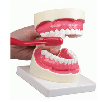(사회보건) 치아모형 (D217)