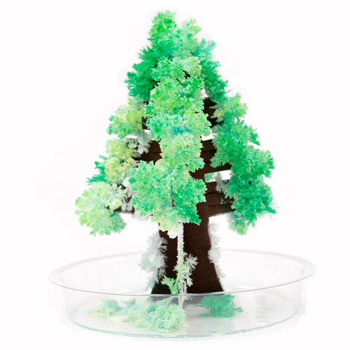 (코끼리밥)(요술꽃나무 30914) 요술나무미니(Crystal Tree Mini)