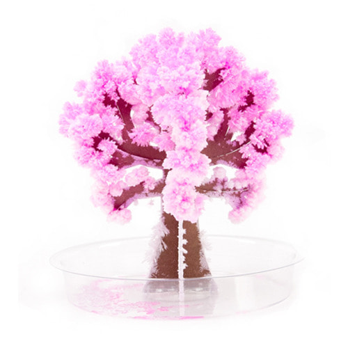 (코끼리밥)(요술꽃나무 30913) 요술벚꽃미니(Crystal Cherry Blossom Mini)