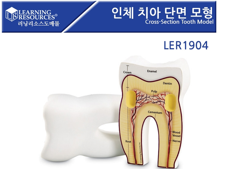 (LER1904)인체 치아 단면 모형