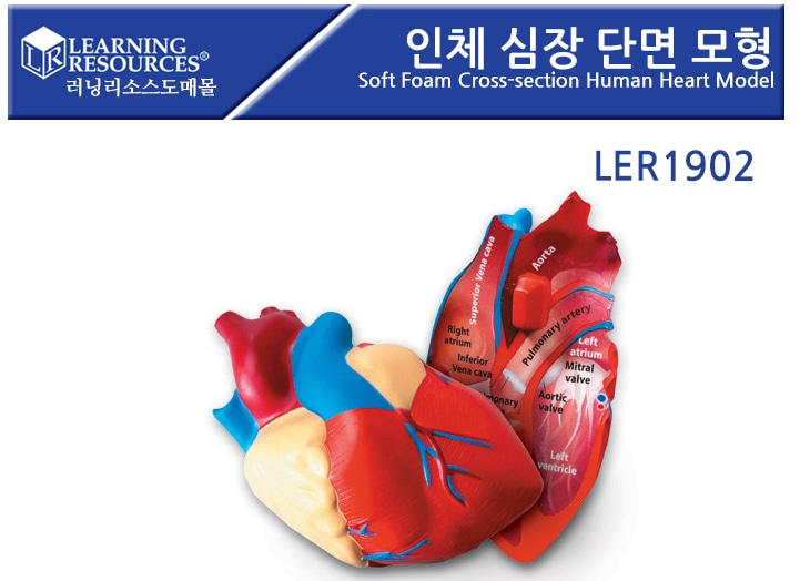 (LER1902)인체 심장 단면 모형