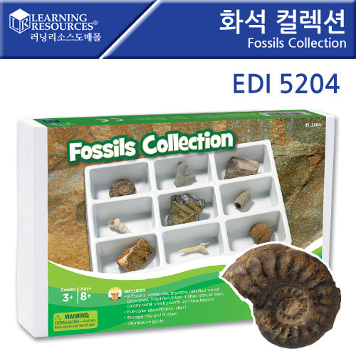 (EDI5204)화석 컬렉션