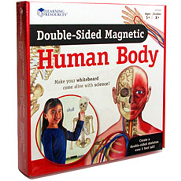 (EDU 6044) 자석 양면 인체모형 Double-Sided Magnetic Human Body