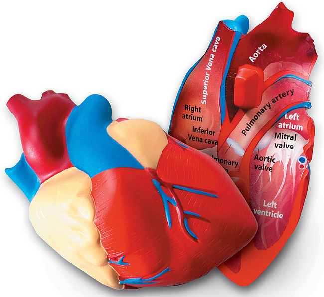 (EDU 1902) 인체 심장 단면 모형 Cross-Section Human Heart Model