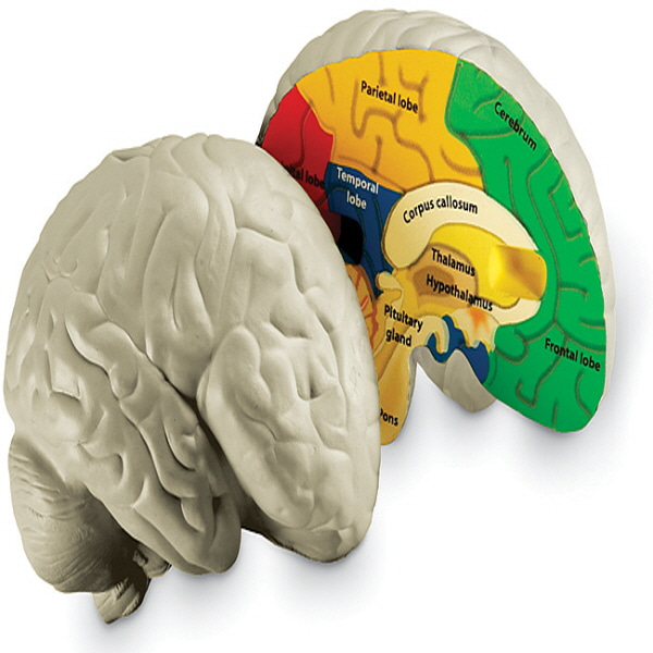 (EDU 1903) 인체 뇌 단면 모형 Cross-Section Human Brain Model
