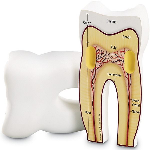 (EDU 1904) 인체 치아 단면 모형 Cross-Section Tooth Model