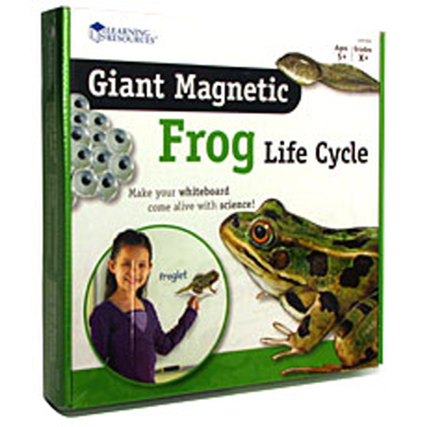 (EDU 6041) 특대형 자석 개구리 일생 모형 Giant Magnetic Frog Life Cycle
