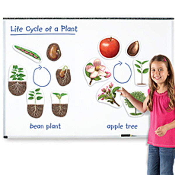 (EDU 6045) 특대형 자석 식물의 한살이 모형 Giant Magnetic Plant Life Cycle