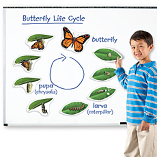 (EDU 6043) 특대형 자석 나비의 한살이 모형 Giant Magnetic Butterfly Life Cycle