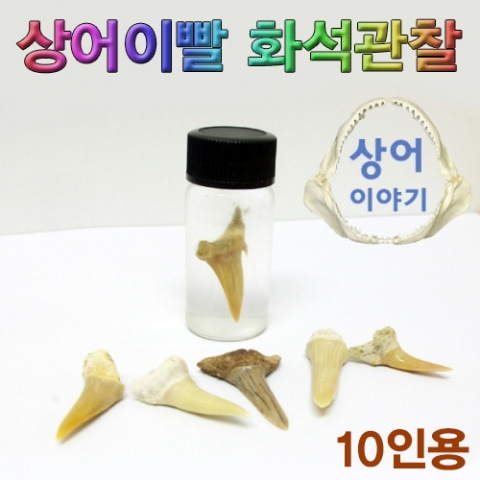 (미래바치)상어이빨 화석관찰 세트(10인용)