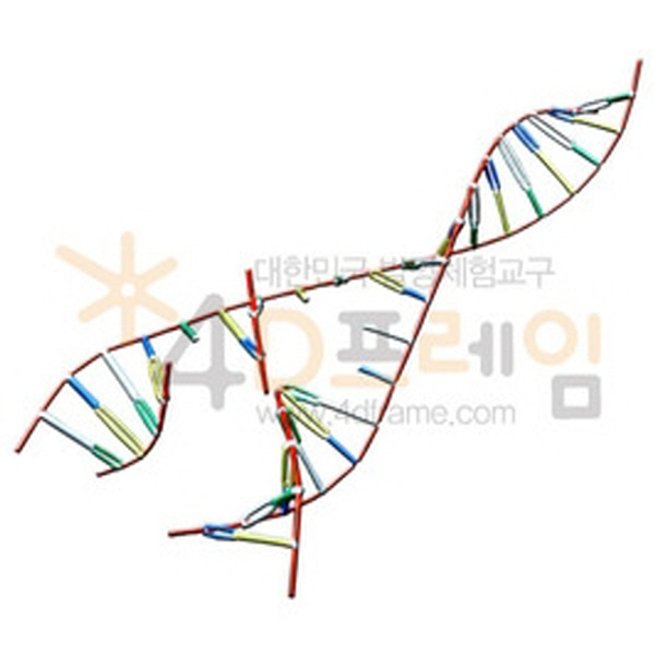 (포디프레임)생명체의 설계도 DNA 복제 과정