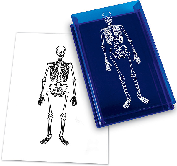 (EDU 1118) 인체 골격 도장 Human Skeleton Stamp