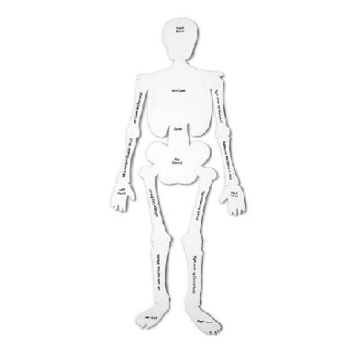 (EDU 3332) 인체 골격 대형 퍼즐 Skeleton Floor Puzzle