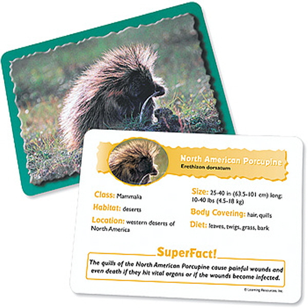 (EDU 2915) 동물 분류 카드 - 사막 동물 Animal Classfying Cards Deserts