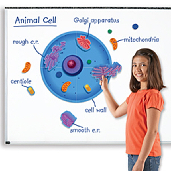 (EDU 6039) 동물 세포 자석 자료 세트 Magnetic Animal Cells