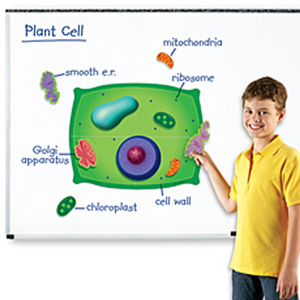 (EDU 6038) 식물 세포 자석 자료 세트 Magnetic Plant Cells